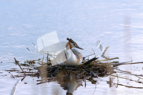 Image of great crested grebe on nest