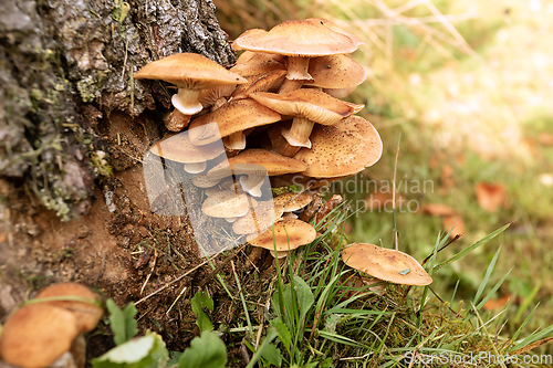 Image of honey fungus growing on spruce stump