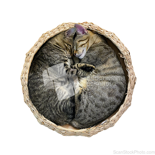 Image of isolated kitten bed