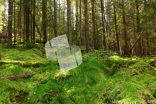 Image of moss in the woods of Apuseni mountains