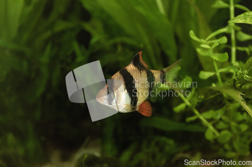 Image of tiger barb in fish tank