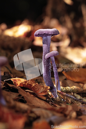 Image of violet mushroom amethyst in natural habitat