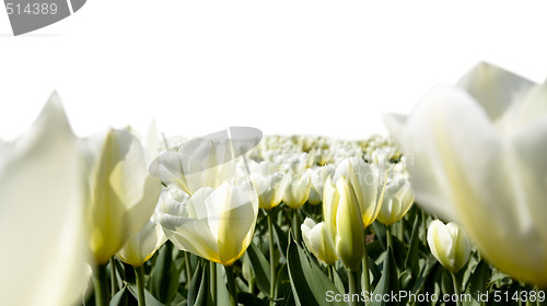 Image of Tulips