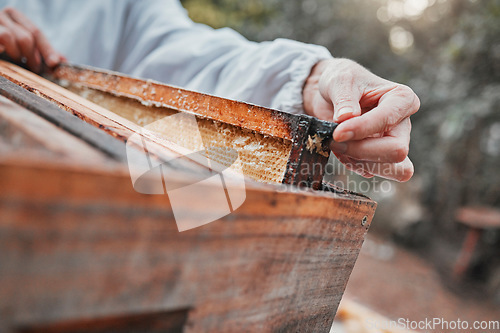 Image of Beekeeper hands, wooden box and honeycomb frame on countryside farm, insect farming environment or agriculture nature. Zoom, woman and bees farmer in honey production, harvest process or export sales