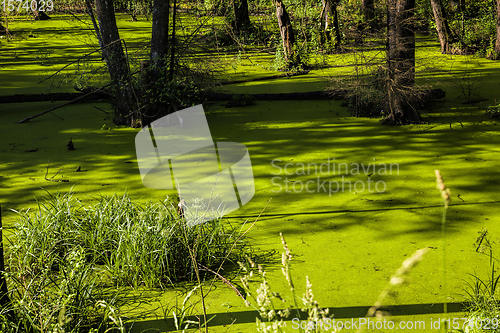 Image of green slime swamp