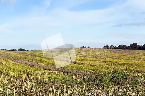 Image of rows of straw rapeseed