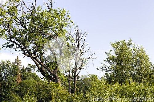 Image of the first young leaves on trees