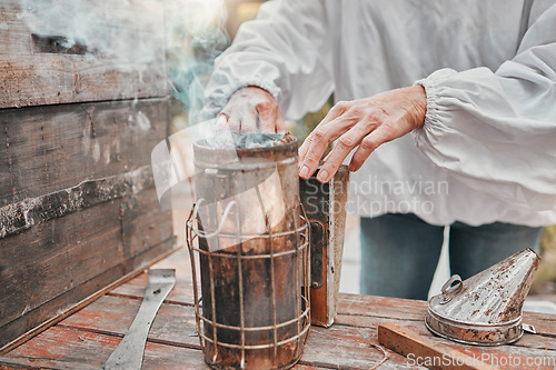 Image of Bee smoker, beekeeper and apiary working outdoor on farm for honey, beeswax and honeycomb industry and agriculture farming. Hands of woman for apiarist smoking process for organic production