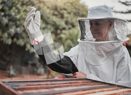 Image of Farm, agriculture and honey with a woman beekeeper working outdoor in the countryside for sustainability. Beehive, beekeeping and product with a female farmer at work outside in natural produce