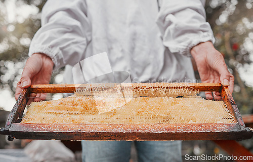 Image of Hands, frame and honeycomb with a woman beekeeper working outdoor in the countryside for sustainability. Agriculture, farm and honey with a female farmer at work in the production of natural extract