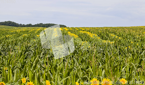 Image of bright sunflower with corn