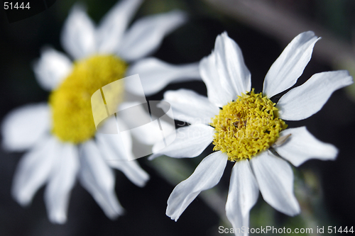 Image of camomile