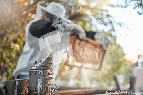 Image of Bee farm, honey or farmer worker with harvest organic product in safety suit in garden. Sustainability, ecology or agriculture work employee with bees working for beekeeping with honeycomb in apiary