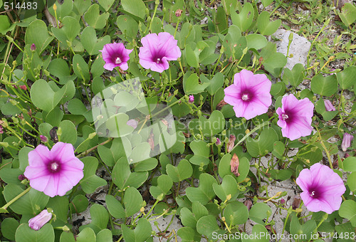 Image of Flowers