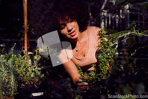 Image of Plant shop, greenhouse and black woman working in a retail nursery to monitor growth and development. Ecology, inspection and African girl doing maintenance on leaves and plants in a natural store.