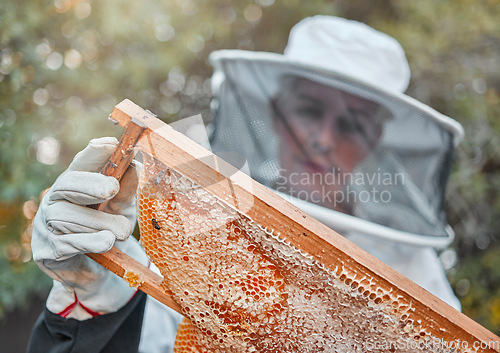 Image of Bee farm, woman and honeycomb harvest with a farmer or garden worker in a safety suit. Sustainability, ecology and agriculture work of a employee with bees in nature working on beekeeping honey