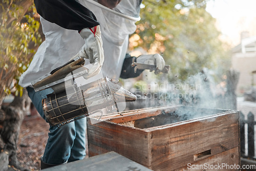 Image of Beekeeper, bee farm and farmer with smoker tool in apiary for bees. Safety, food and person or worker in suit smoking beehive to calm bugs to harvest organic, healthy and fresh honey from insects.