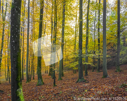 Image of idyllic forest scenery at autumn time