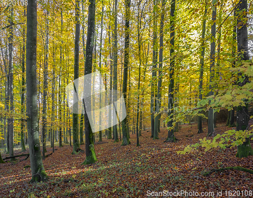 Image of idyllic forest scenery at autumn time