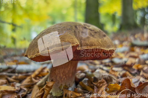 Image of scarletina bolete closeup