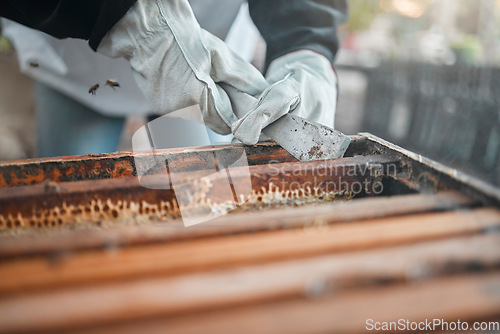 Image of Honey, bees and production hands on a bee farm working with sustainability, food and worker with bugs. Insect, sustainable and healthy food plant growth of a farmer or agriculture employee work