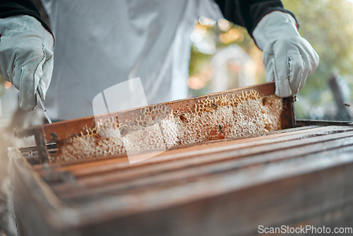 Image of Beekeeping, honeycomb and worker in production of honey in agriculture industry. Bees, process and hands of a beekeeper in sustainable farming of sweet, organic and natural food on a farm in nature