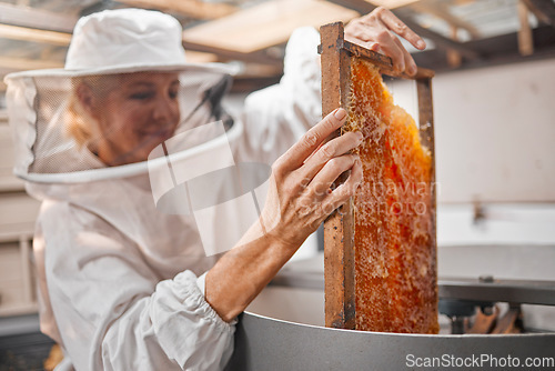 Image of Woman beekeeper, honeycomb and beekeeping, sustainability in nature at bee farm warehouse. Farming, bees and agriculture, eco friendly honey manufacturing industry and safety for lady beeswax farmer.