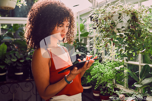 Image of Greenhouse, plants and tablet of black woman for digital application, website management and stock inventory for agriculture industry. Seller, small business owner and online website for growth tips