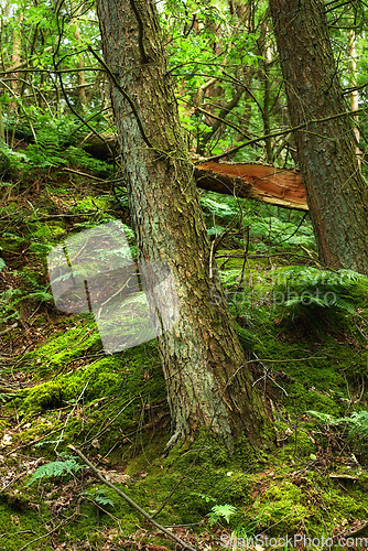 Image of Background of tree trunk, pine forest and woods, nature and plants, green landscape and earth sustainability, ecology and leaves. Closeup western hemlock trees, bark and texture, moss and environment