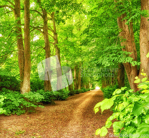 Image of Nature, forest path and trees in calm woods, park or sustainable eco friendly environment background. Sustainability, leaves and Earth Day or travel landscape of natural countryside rainforest