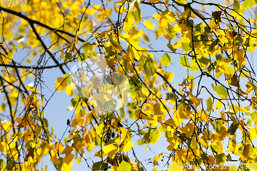 Image of autumn yellow foliage