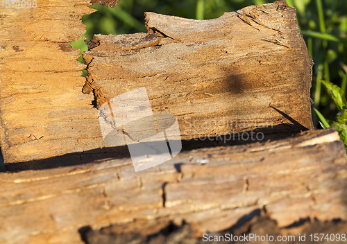 Image of trees during logging