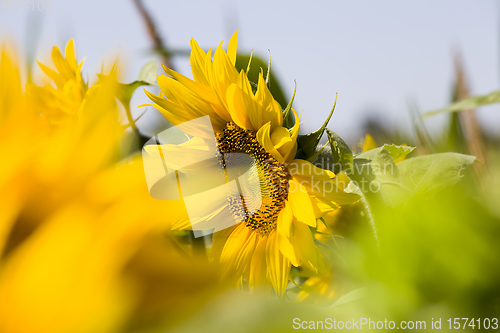 Image of bright yellow petals on yellow sunflowers