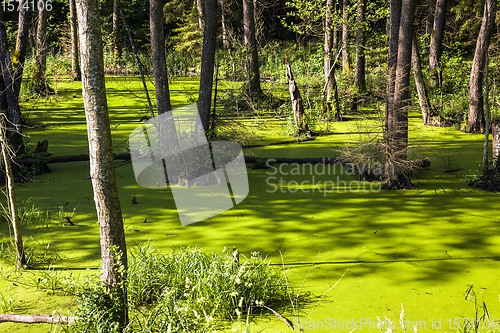 Image of green slime swamp