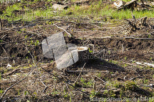 Image of stump from a felled tree