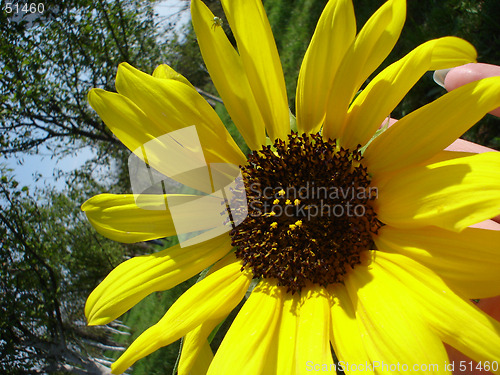 Image of sun flower