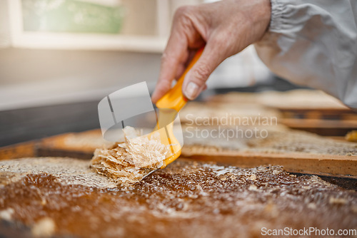 Image of Hands, honey frame and harvest tools, bee farming and beeswax, factory and production. Honey industry, worker and beekeeper harvest honeycomb, natural product process and manufacturing sustainability