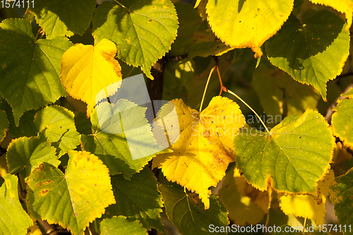 Image of Linden tree in the autumn