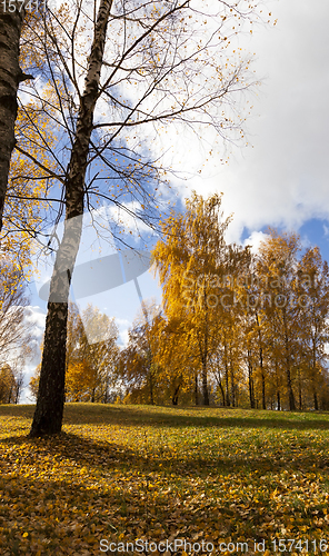 Image of autumn yellow foliage