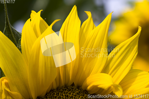 Image of bright yellow petals