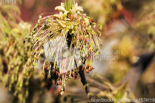 Image of a maple tree blooming