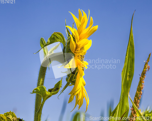 Image of sunflowers, territory of Eastern Europe