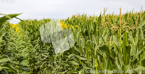 Image of bright sunflower with corn