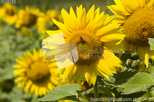 Image of field annual sunflowers