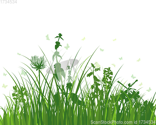 Image of Green Grass Meadow