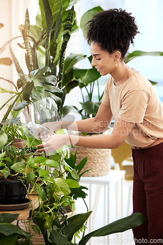 Image of Black woman, water plants and gardening in house for health, care and plant growth. Spring flowers, sustainability and female from Brazil watering eco friendly ferns, leaves and house plants in home.