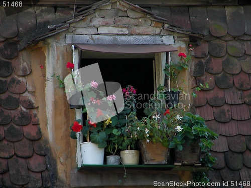 Image of flowers in the window
