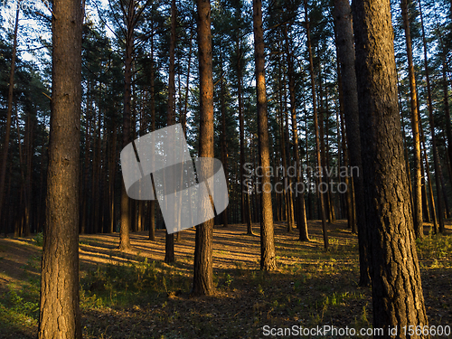 Image of forest in sunset