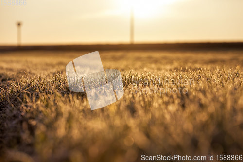 Image of fertile field during sunset or dawn