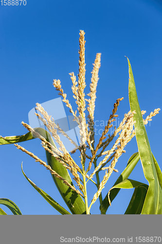 Image of agricultural field where corn is grown